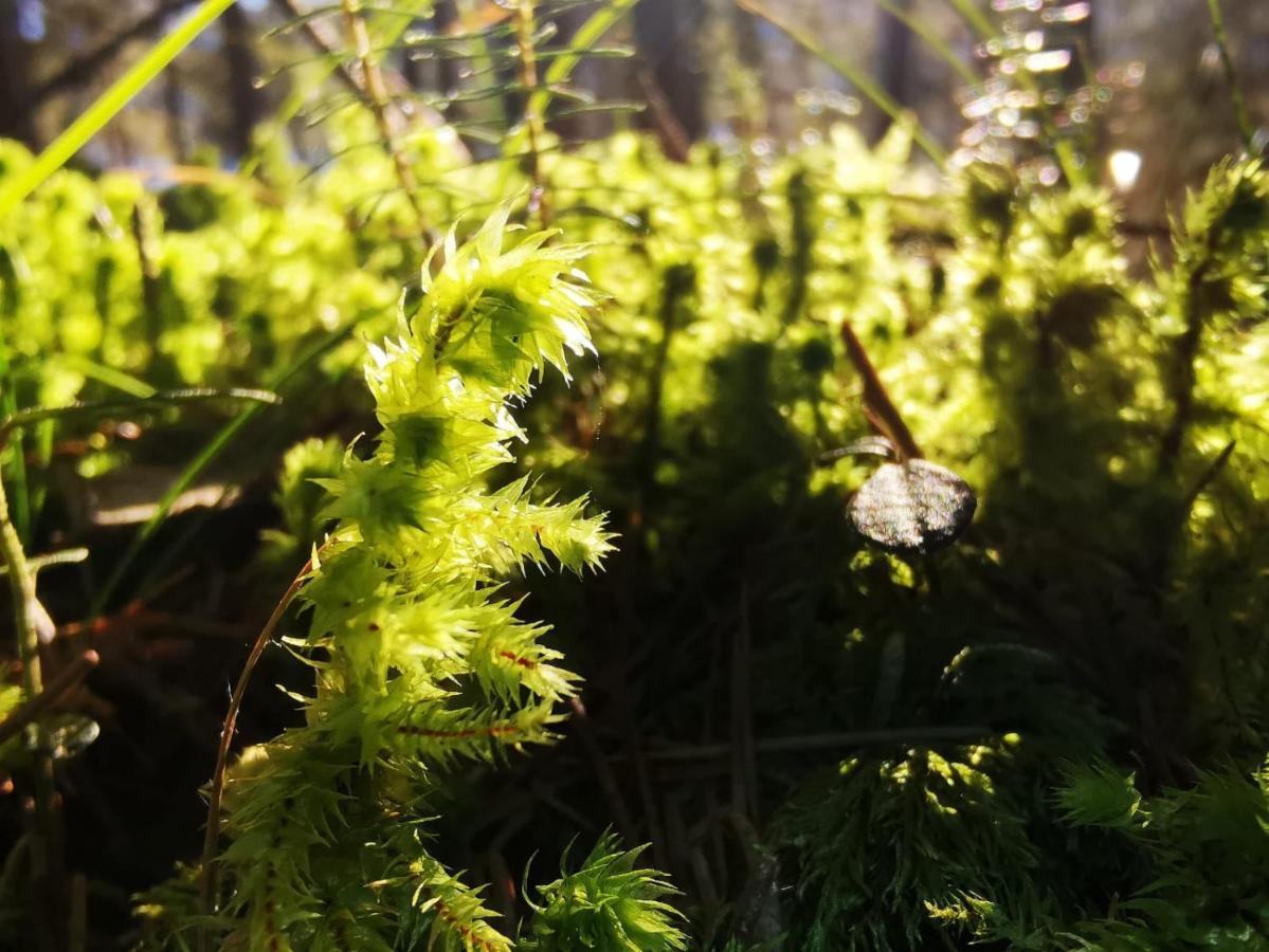 Landhotel Haeuserl Im Wald Grobming Eksteriør billede